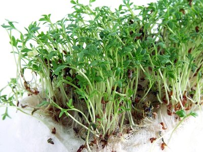Cress grows fast. Cress grows fast.