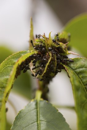 Aphids can infect Crimson King maple trees