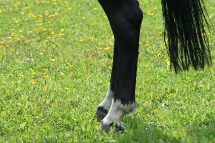 Check for an elevated digital pulse at the fetlock joint.