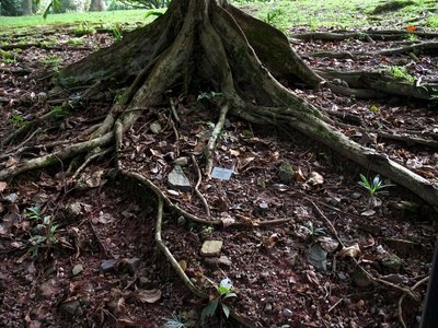 One of the characteristics of the Crimson King maple is its shallow roots