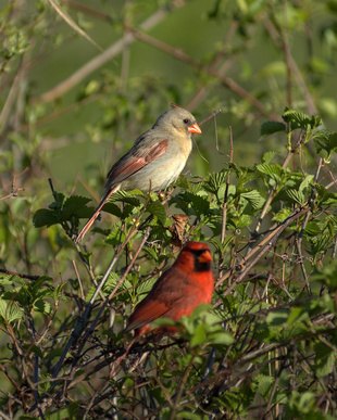 Cardinals are monogamous birds.