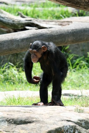 An adult male chimpanzee may be many times as strong as an average human.
