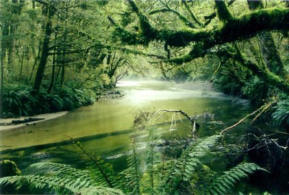 Rainforests offer an abundance of plants and food products. Rainforests offer an abundance of plants and food products.