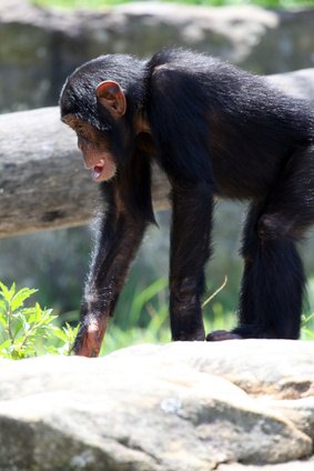 Chimpanzees are stronger than we are, and they are quick to learn this.