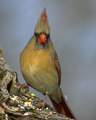 The female cardinal does not have the famous all-over red coloring.