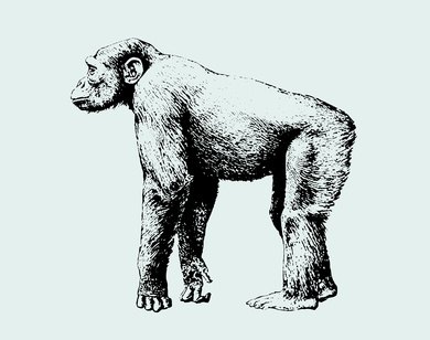 A chimpanzee's body structure, musculature and nervous system all contribute to its strength.