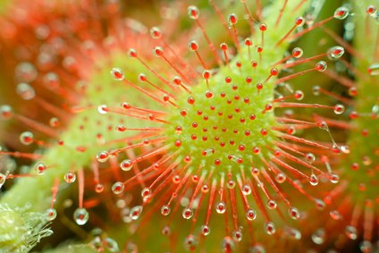 Carnivorous Plants in the Tropical Rainforest | eHow