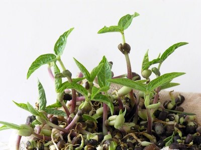 Bean sprouts grow fast, too.
