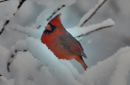 The cardinal is the state bird of seven states.