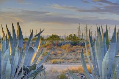 Teqila comes from the agave cactus.