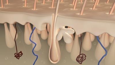 hair follicle diagram