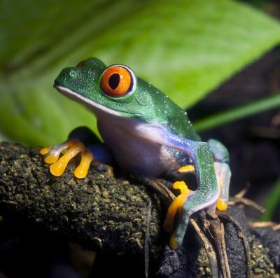 A red-eyed tree frog sits on a log.