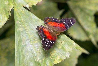 A Scarlet Peacock butterfly lands on a green leaf.
