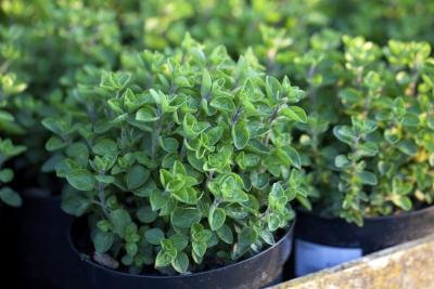 oregano leaves