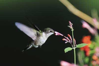 Hummingbirds must eat at least half their body weight in food every day.