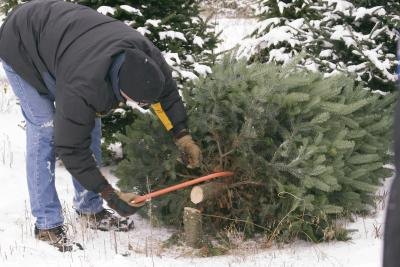 Removing affected trees is the best method of preventing the spread of disease.