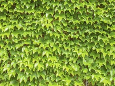 Close-up of English ivy