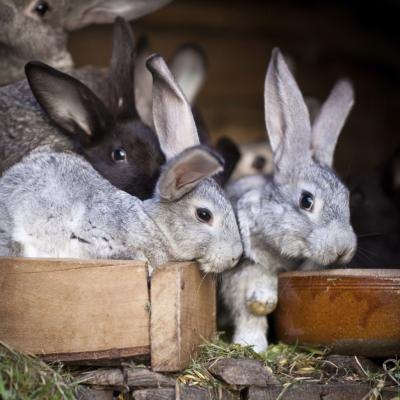 Rabbits