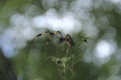 Female spiders lay eggs into their webs.
