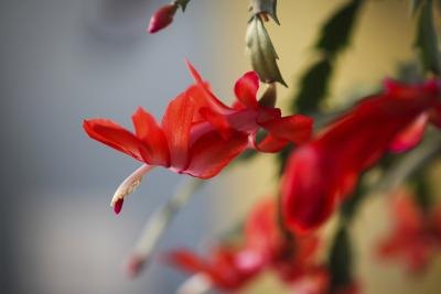 Bloom of a Christmas cactus.