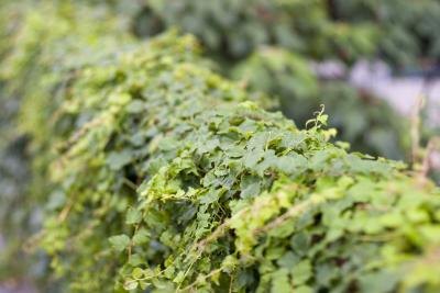 Close-up of Japanese ivy