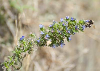 Bugle weed plant