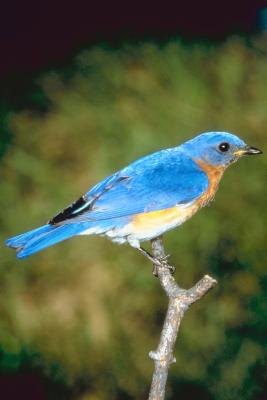 Eastern bluebird perched on a branch.