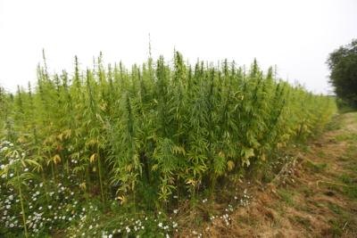 Check the cannabis leaves.