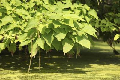 tree growing trees shade fast leaves michigan leaf identification shaped heart guide tolerant catalpa drought yard getty istock cluster flowers
