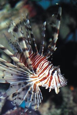 The lionfish are poisonous fish found in the Indian Ocean.