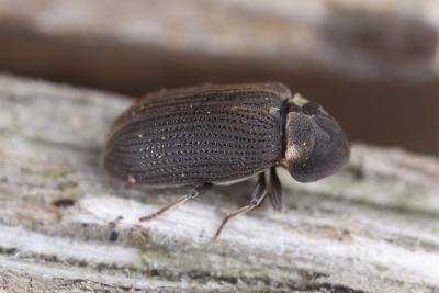A close-up of a turpentine beetle on wood.
