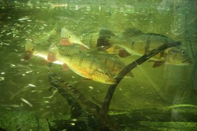 In order to clean your fish tank properly, pour the vinegar on a rag and apply it to the selected area to be cleaned