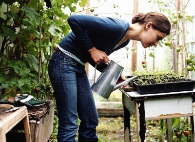 Watering seedlings.