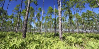 Saw Palmetto plants in Florida.
