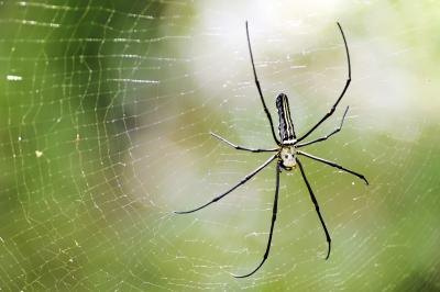 A spider spins a web in the rainforest.