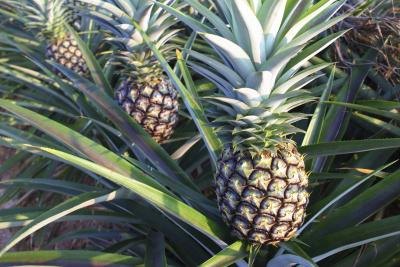 pineapples growing on trees