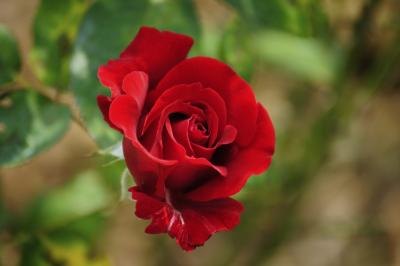 A rose can grow in a pot, in a garden or in the wild. A rose can grow in a pot, in a garden or in the wild.