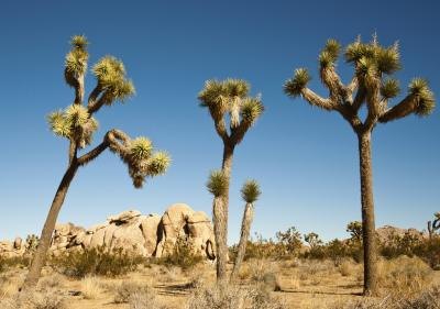 Joshua trees in morning light.