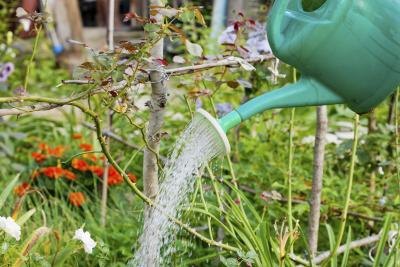 Gardener watering garden bed