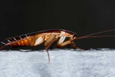 Common house roaches can bite people. Common house roaches can bite people.