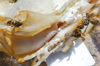 Yellow jackets attacking a ham sandwich