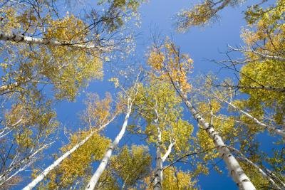 The tallest tree measured 500 feet tall.