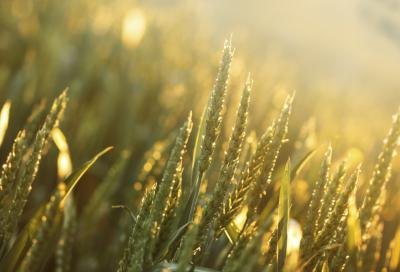 Liquid chlorophyll can be extracted from barley grass or wheatgrass.