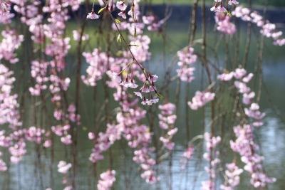 The true dwarf weeping cherry can be 15 feet tall and live up to 70 years.