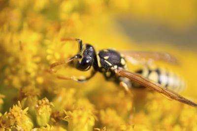 nests wasps getty their ehow istock