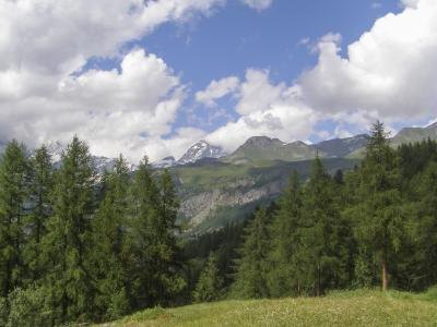 A pine tree forest.