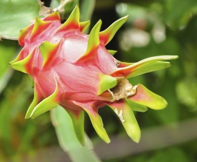 exotic dragon fruit exotic dragon fruit
