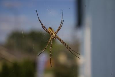 Large garden spider on web