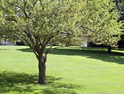 Crab apple tree.
