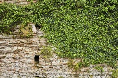 Brick wall covered in ivy Brick wall covered in ivy